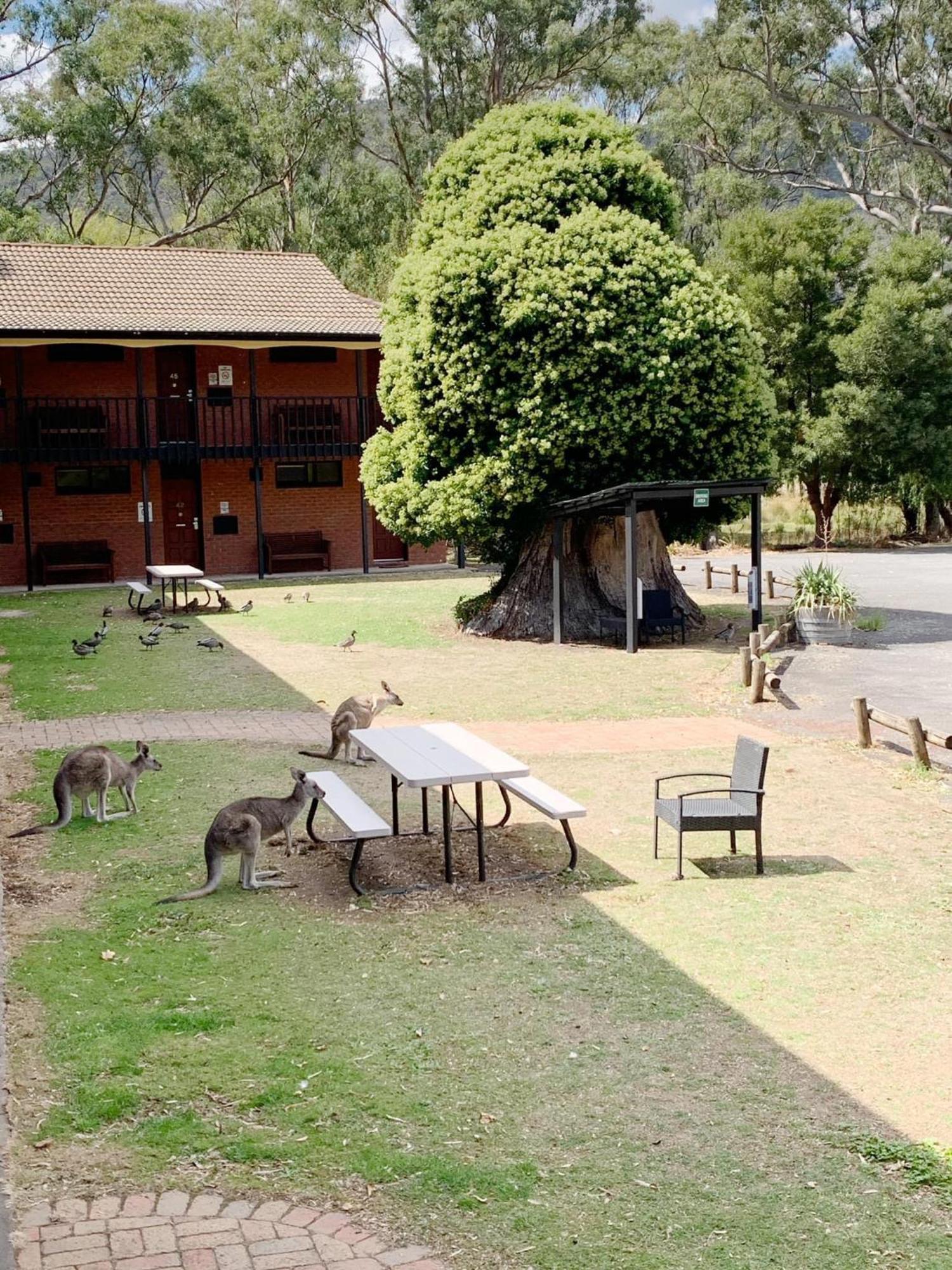 Golden Chain Country Plaza Motel Halls Gap Exterior photo